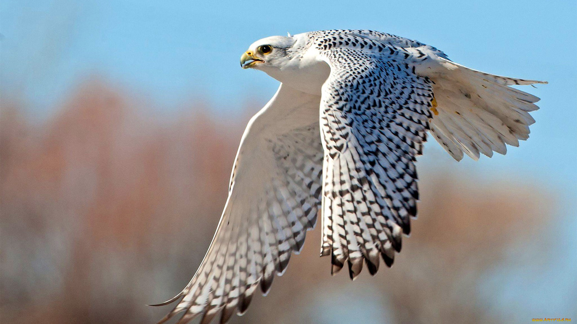 кречет, животные, птицы, -, хищники, сокол, соколиные, соколообразные, птица, хищник, клюв, когти, перья, крылья, полёт