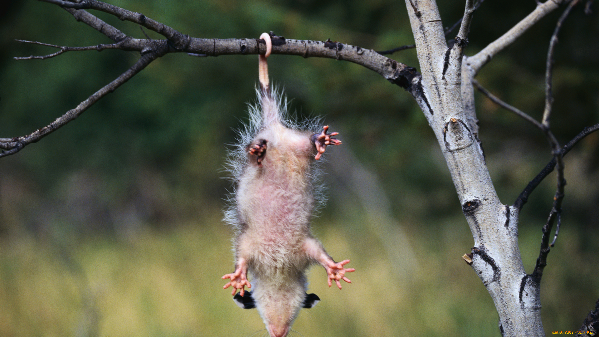 opossum, животные, опоссумы, опоссум, опоссумовые, зверёк, мех, хвостик, мордочка, млекопитающие