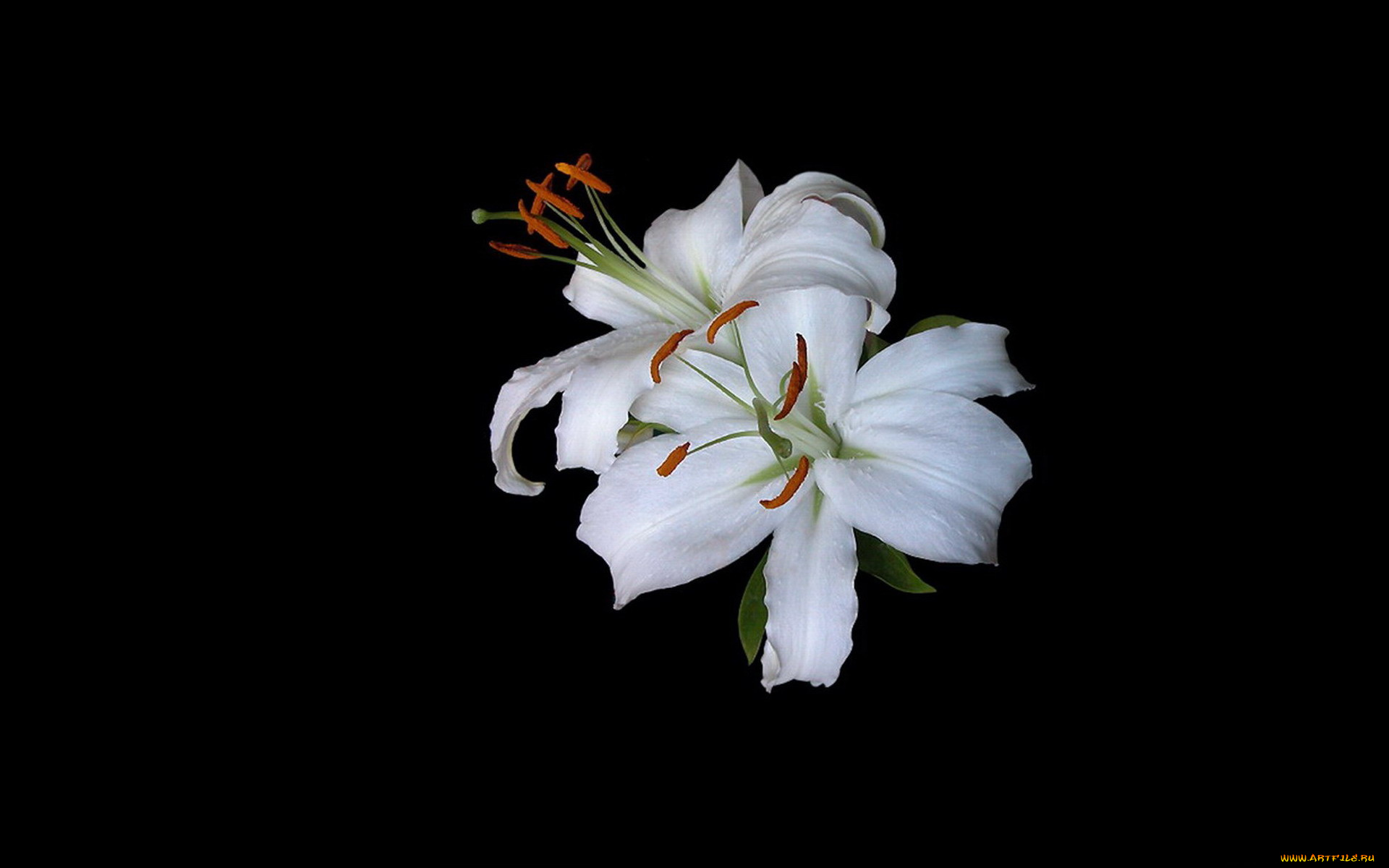 цветы, лилии, , лилейники, белые