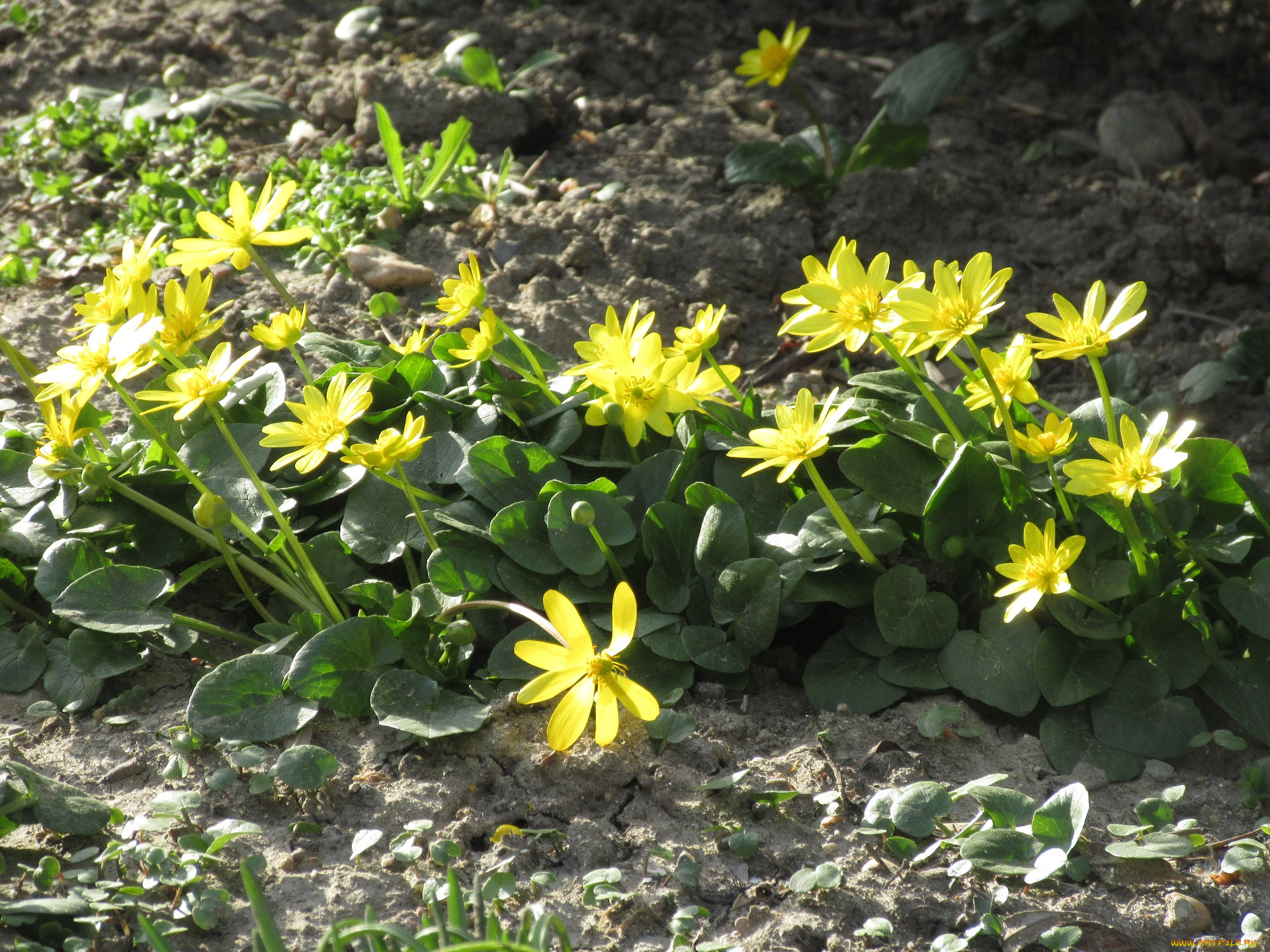 цветы, калужницы, , лютики, весна