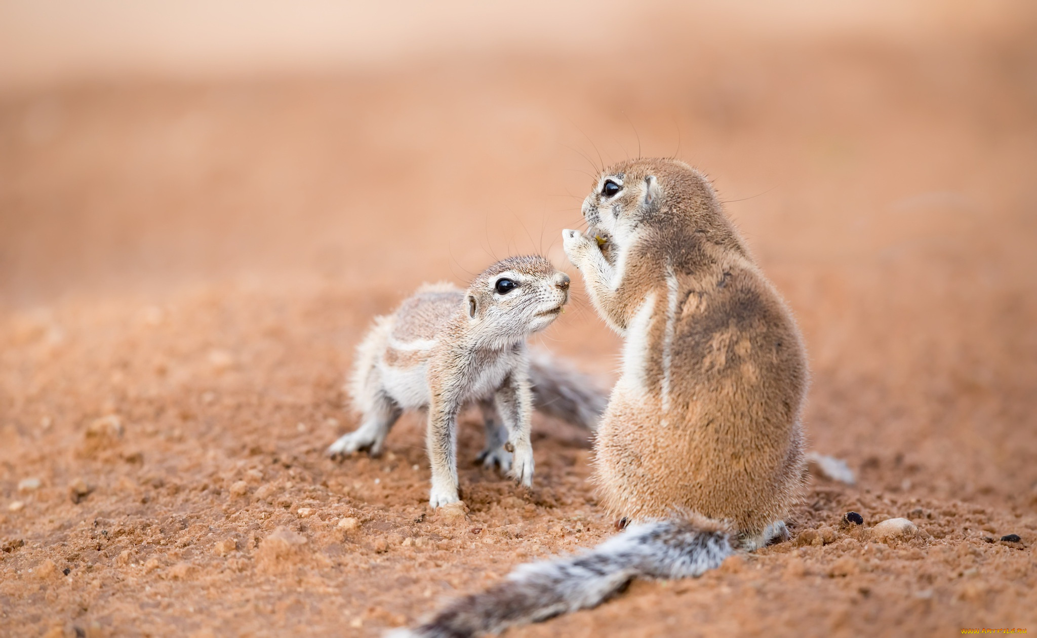 животные, хорьки, , куницы, , горностаи, , ласки, , соболи, southern, african, ground, squirrels