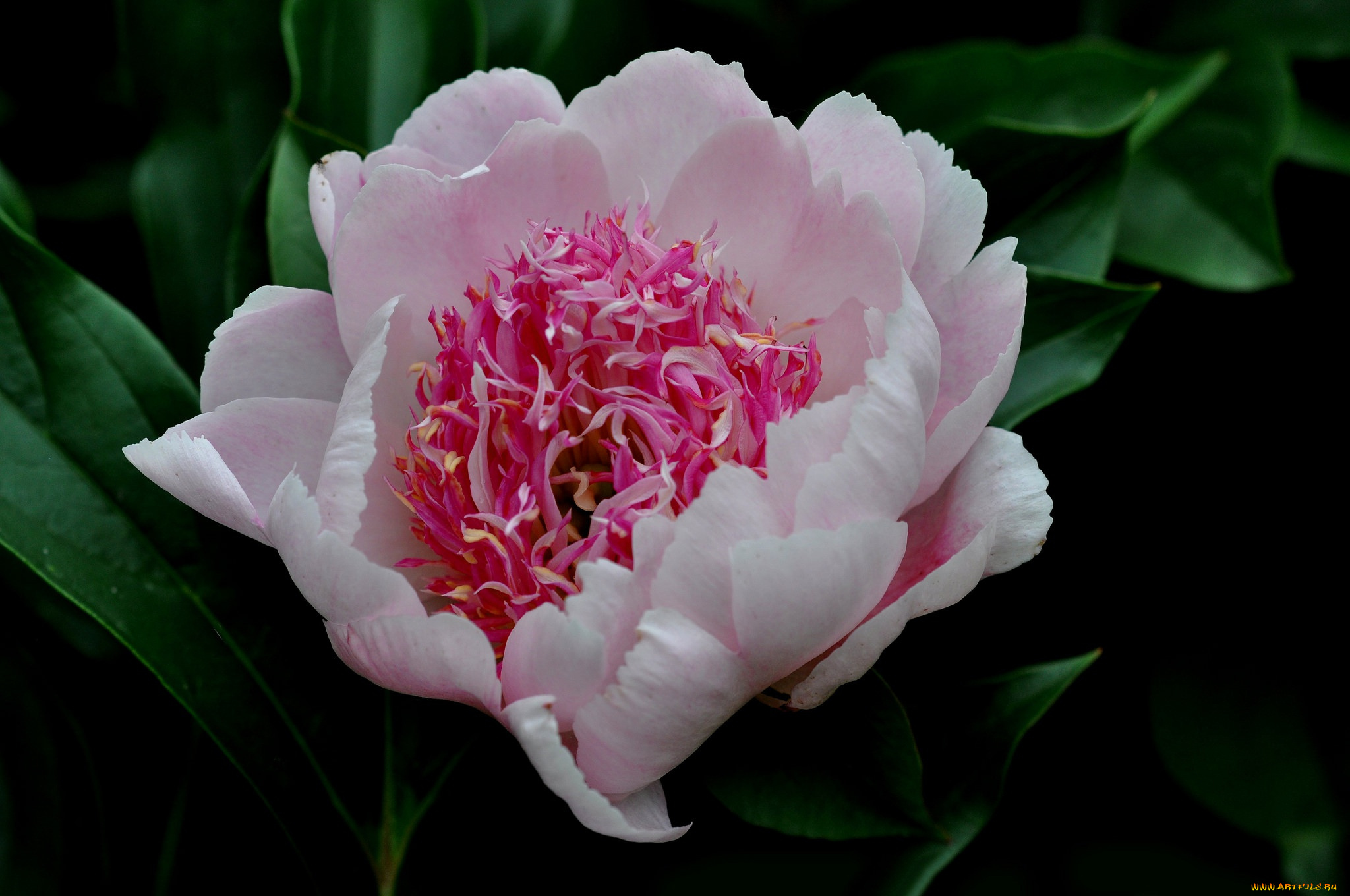 цветы, пионы, пион