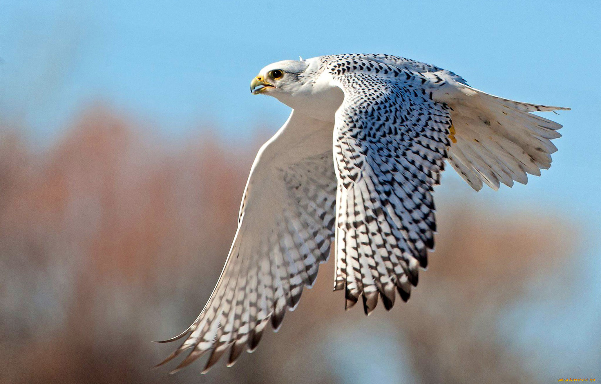 кречет, животные, птицы, -, хищники, сокол, соколиные, соколообразные, птица, хищник, клюв, когти, перья, крылья, полёт