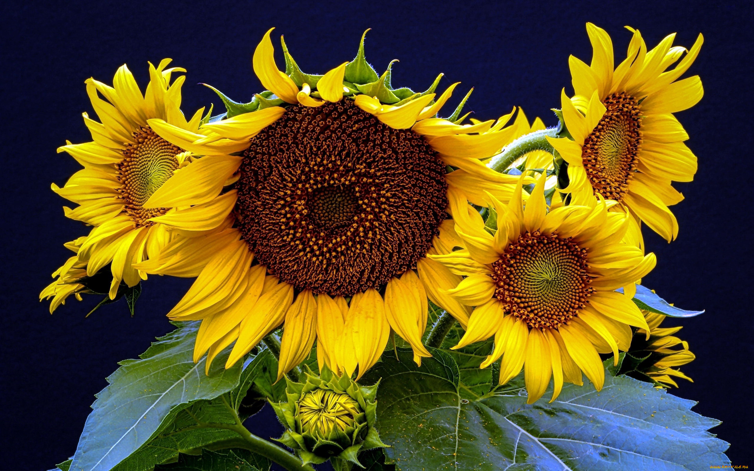 цветы, подсолнухи, подсолнух