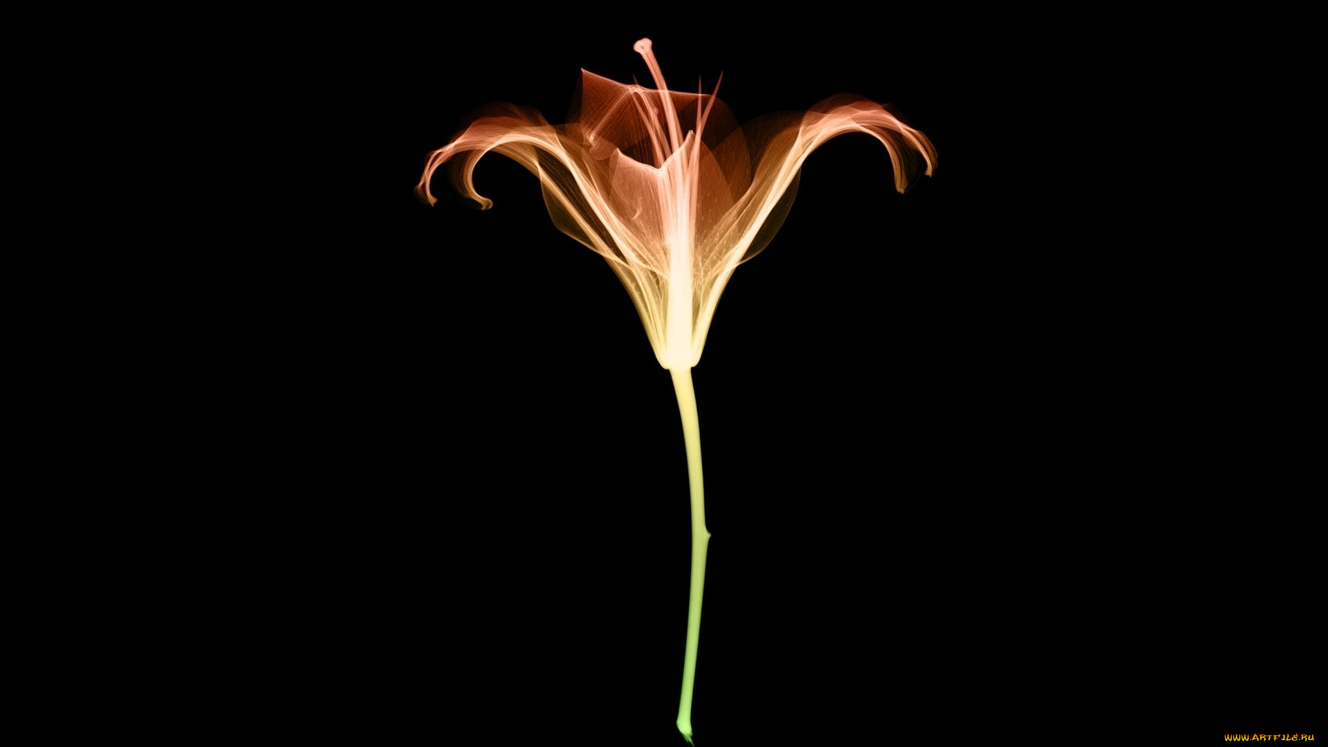 разное, кости, , рентген, цветок, лилия, рентген