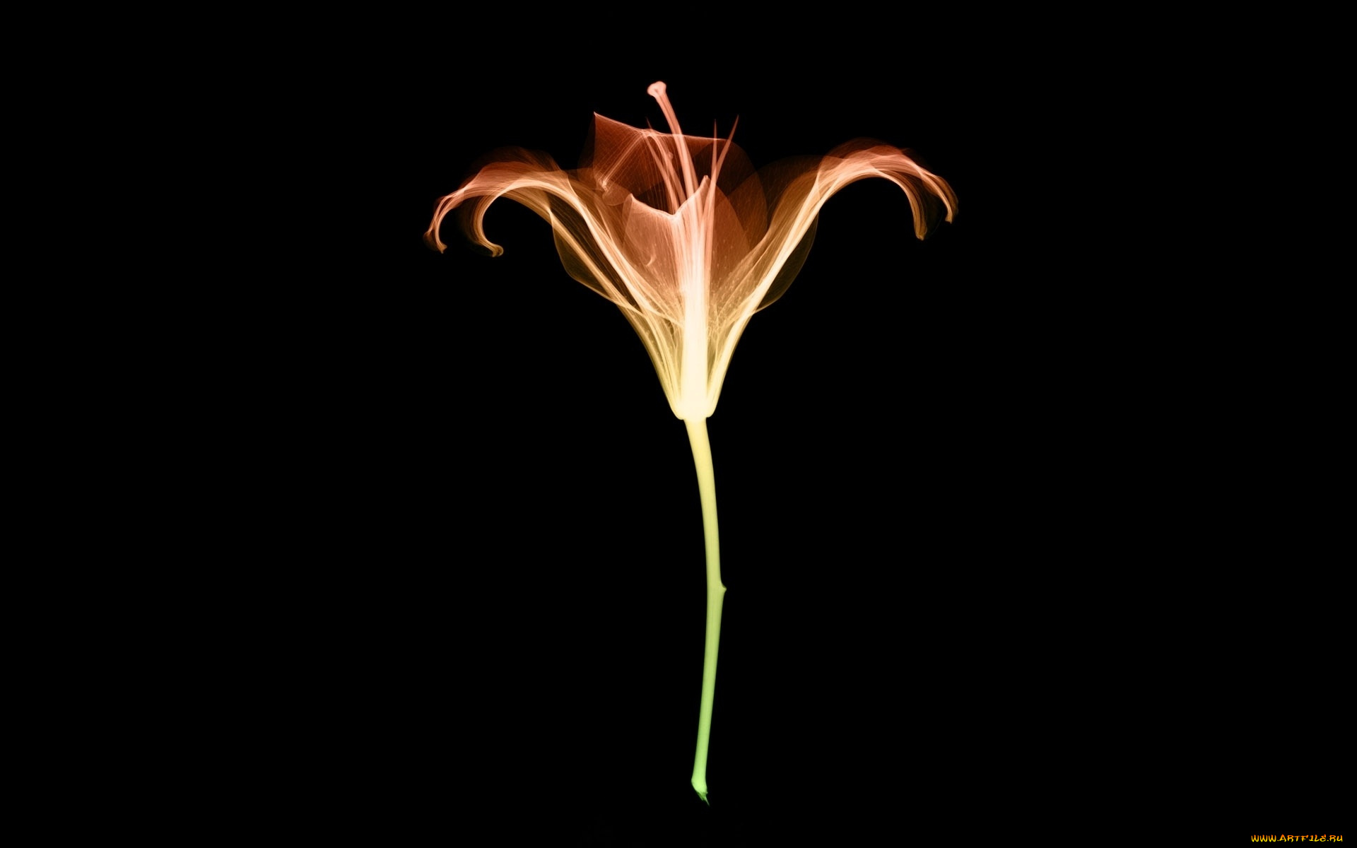 разное, кости, , рентген, цветок, лилия, рентген