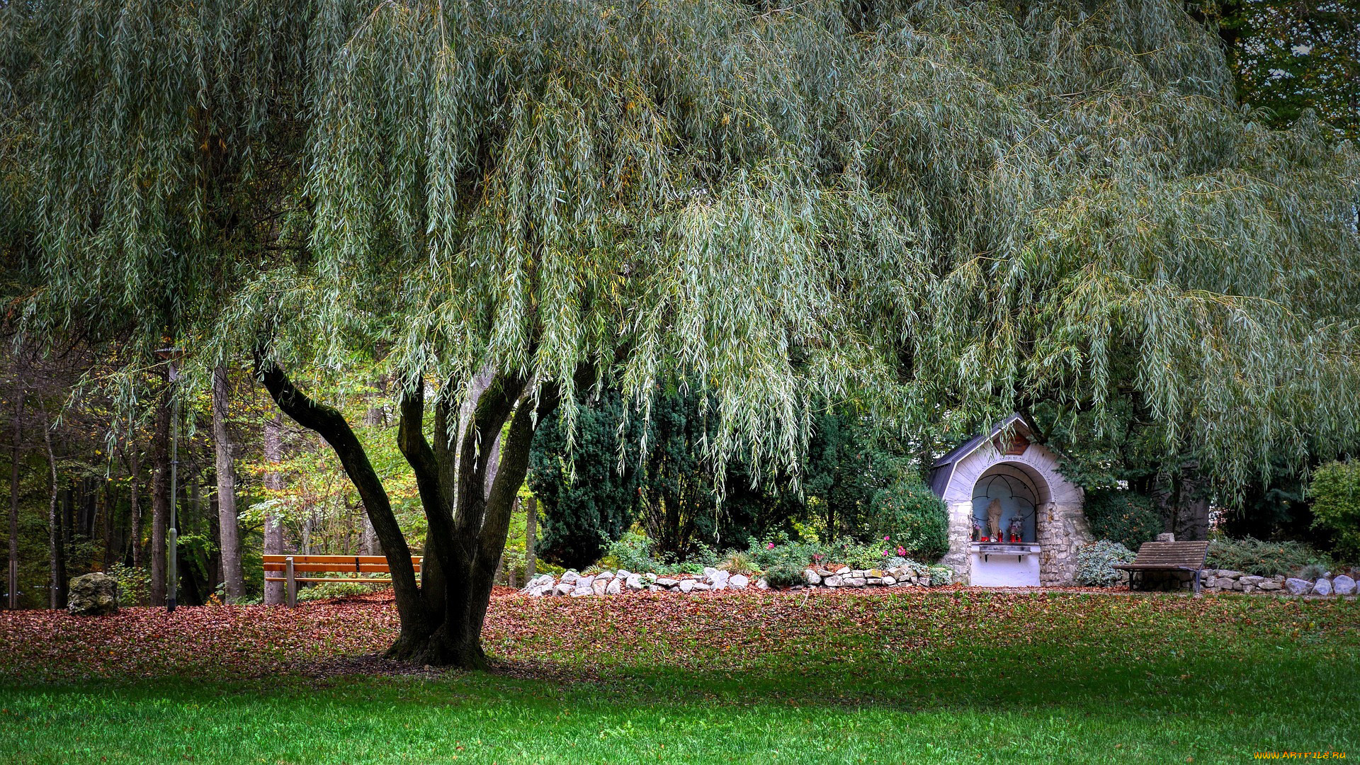 природа, парк, часовня, плакучая, ива