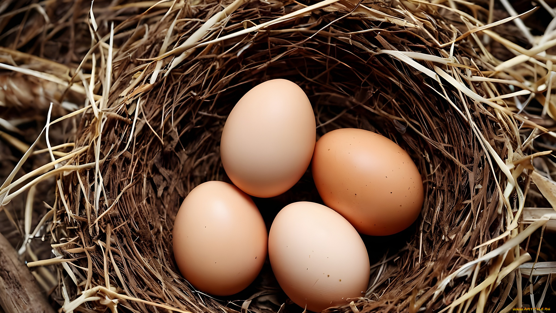 еда, яйца, свежие