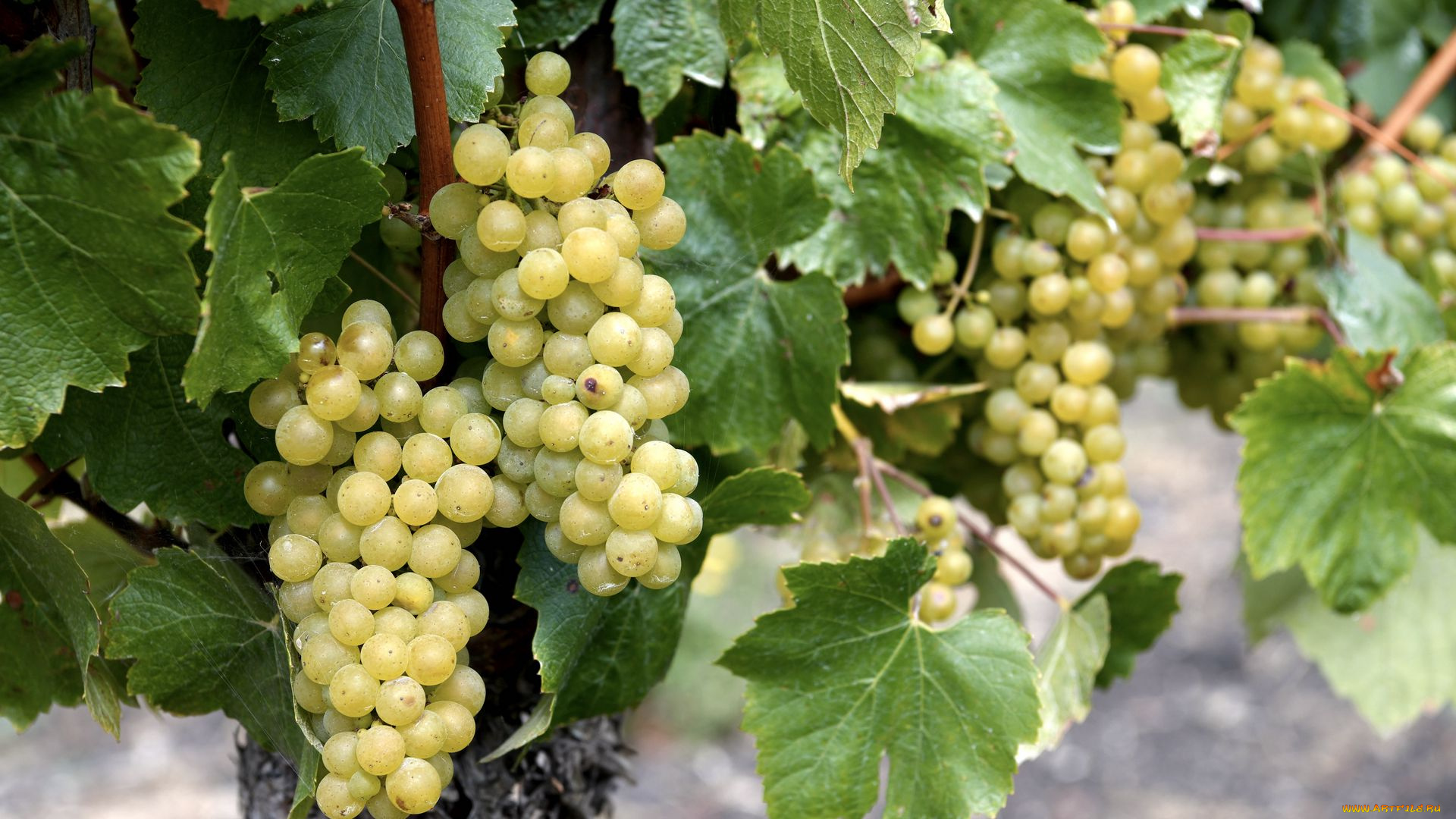 природа, ягоды, , виноград, виноград, гроздь