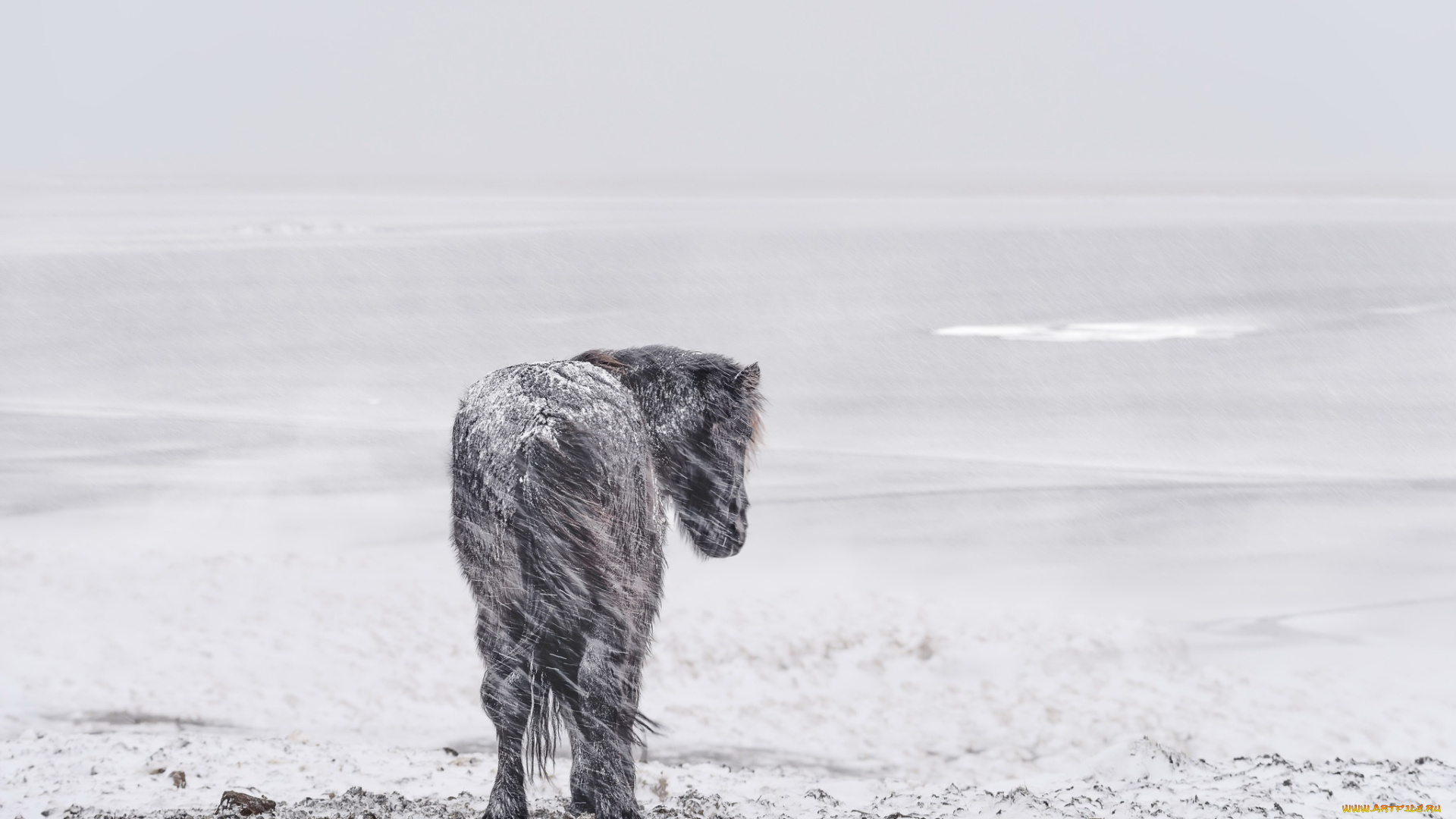 животные, лошади, холод, зима, пейзаж, снег, ветер