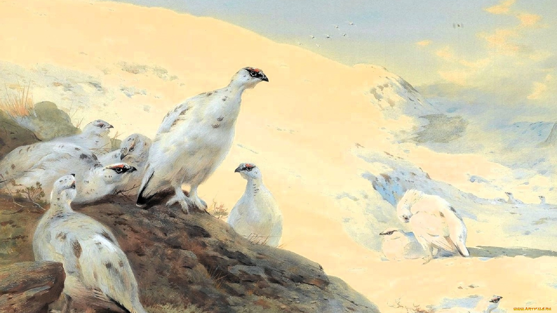 рисованное, archibald, thorburn, птицы, куропатки, горы