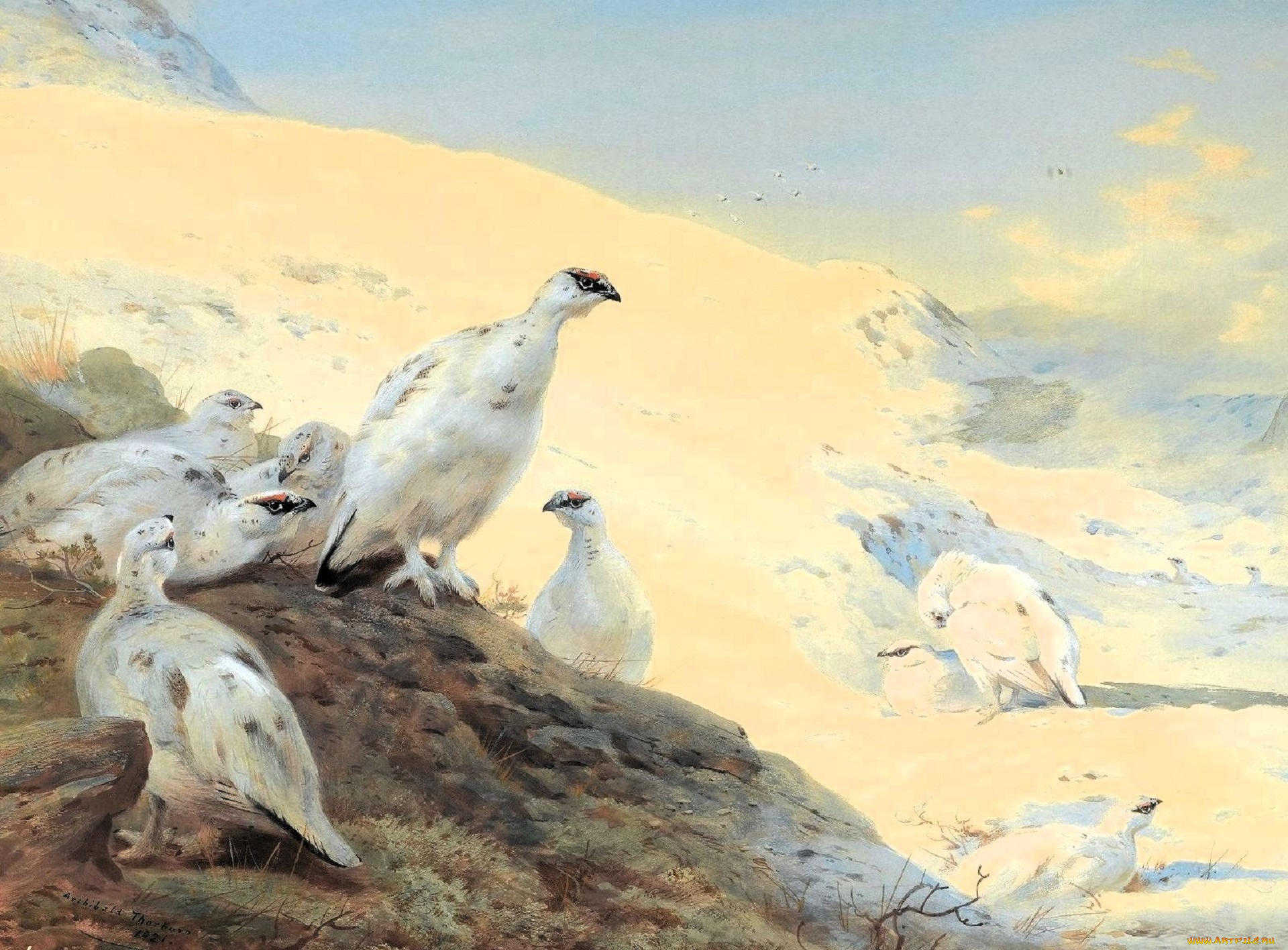 рисованное, archibald, thorburn, птицы, куропатки, горы