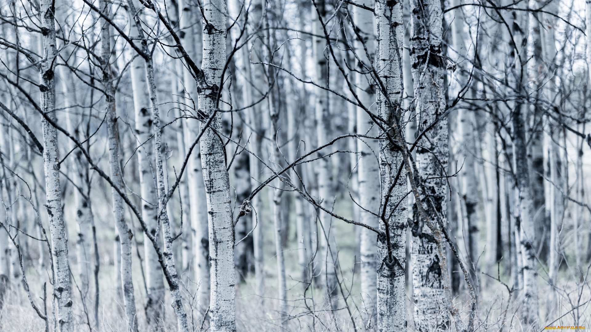 природа, лес