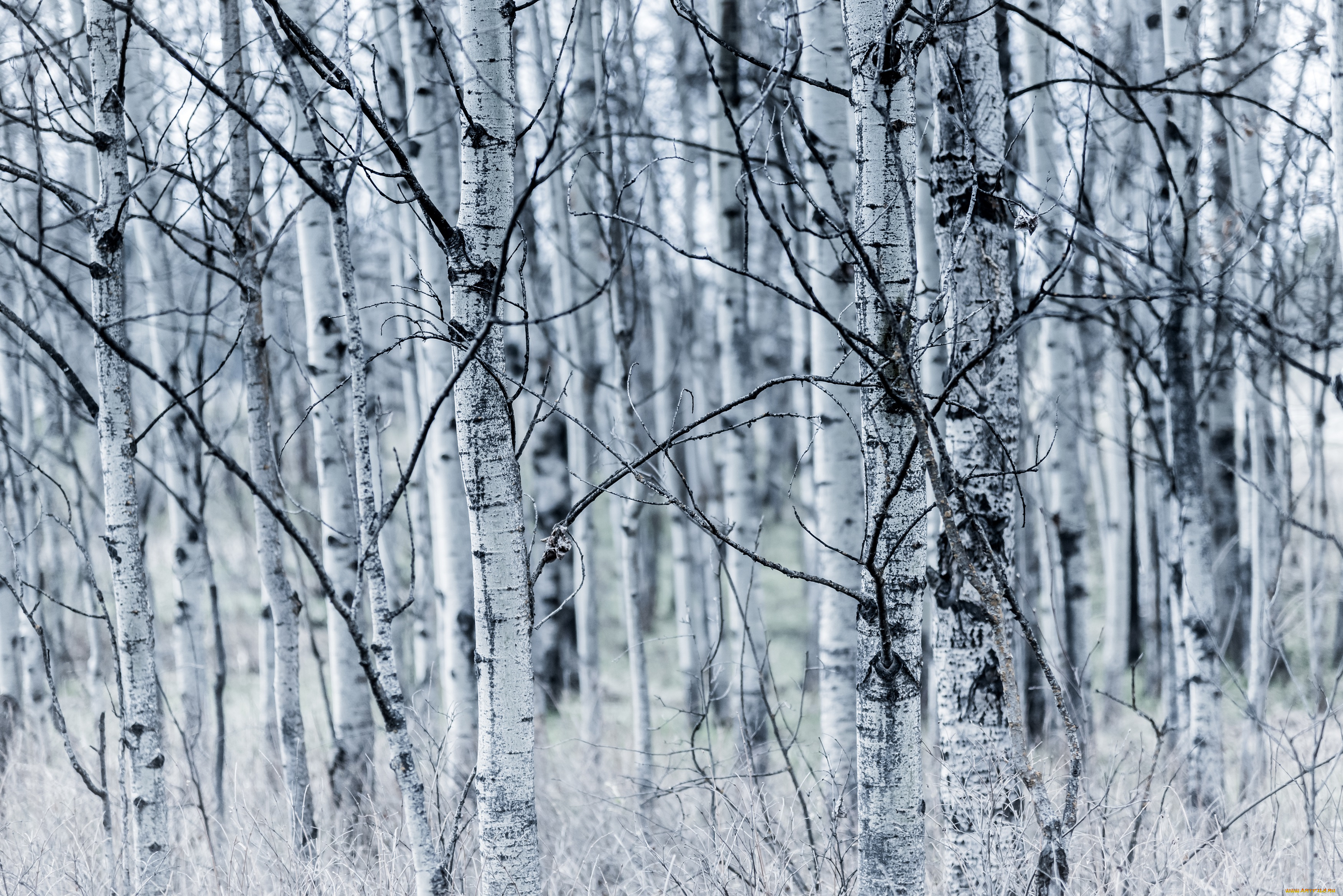 природа, лес