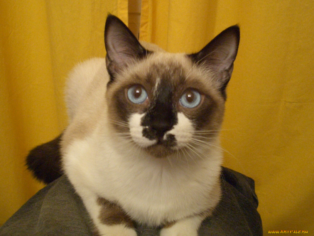 животные, коты