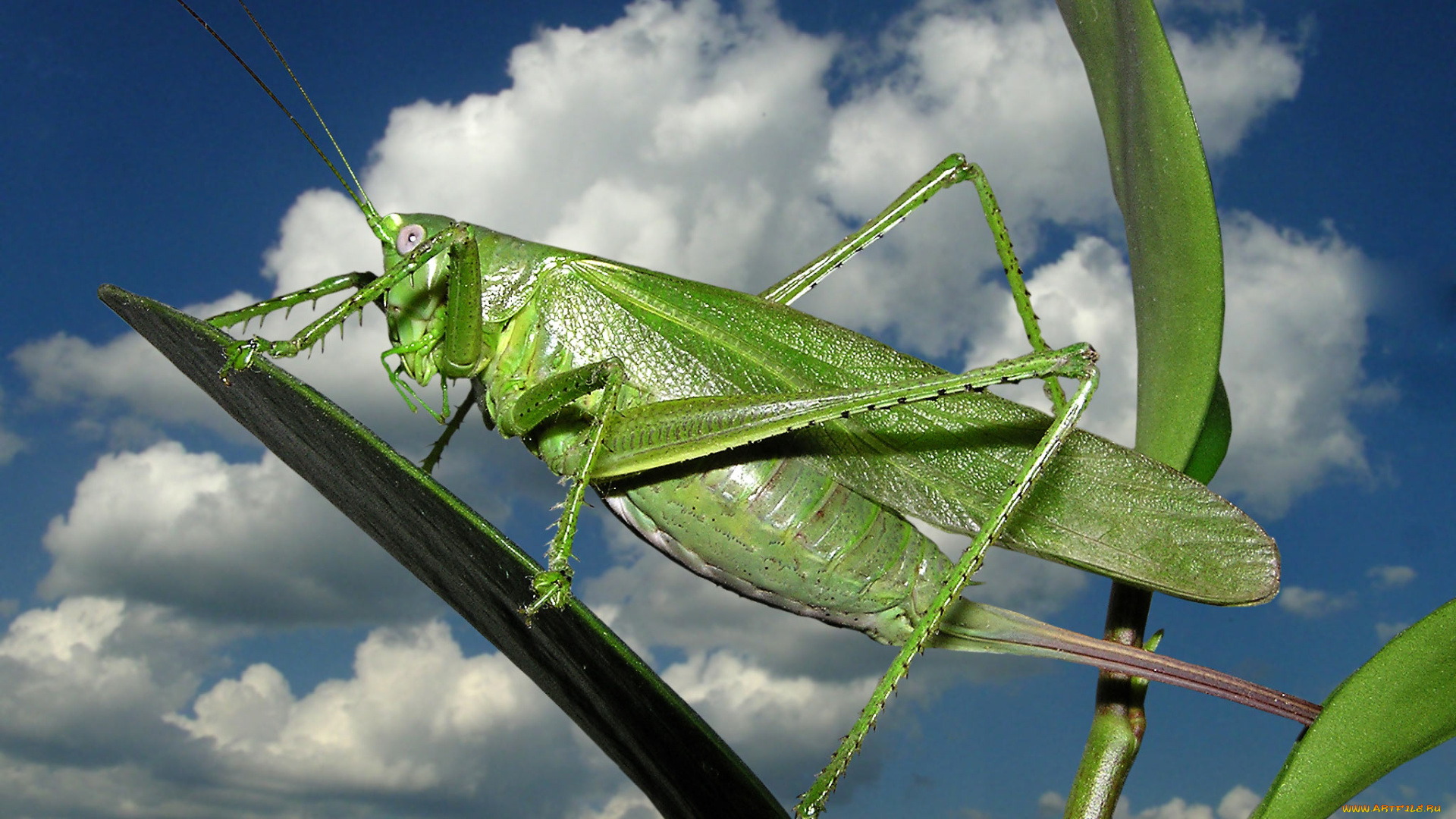 животные, кузнечики, саранча