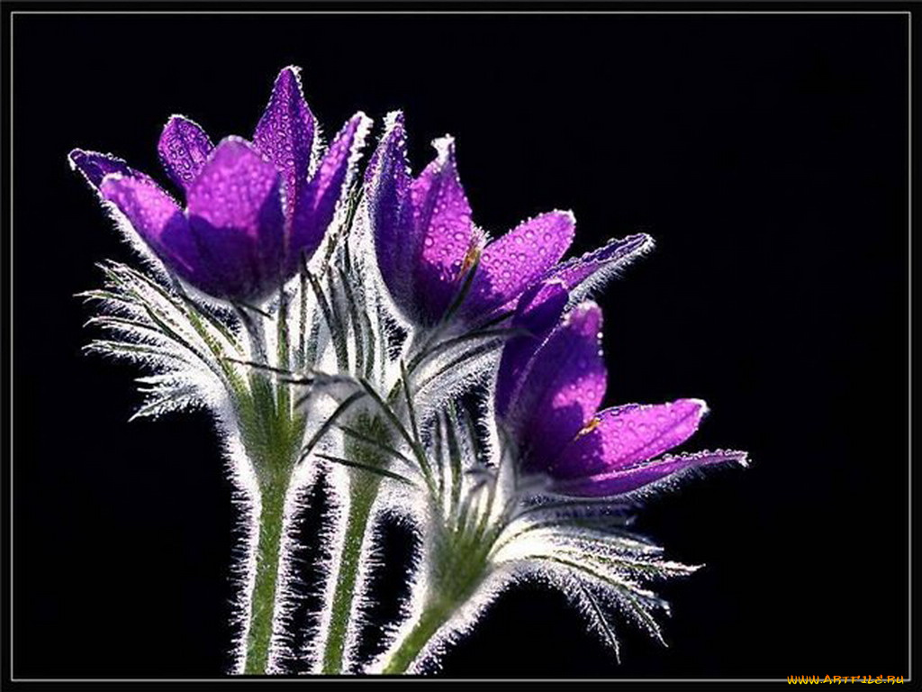 цветы, анемоны, адонисы