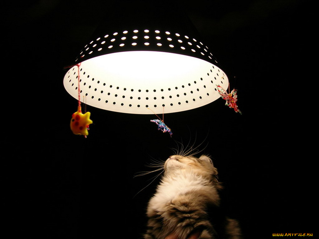 животные, коты