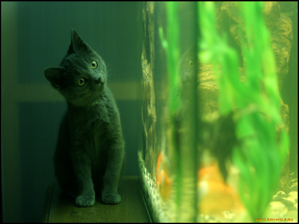 животные, коты