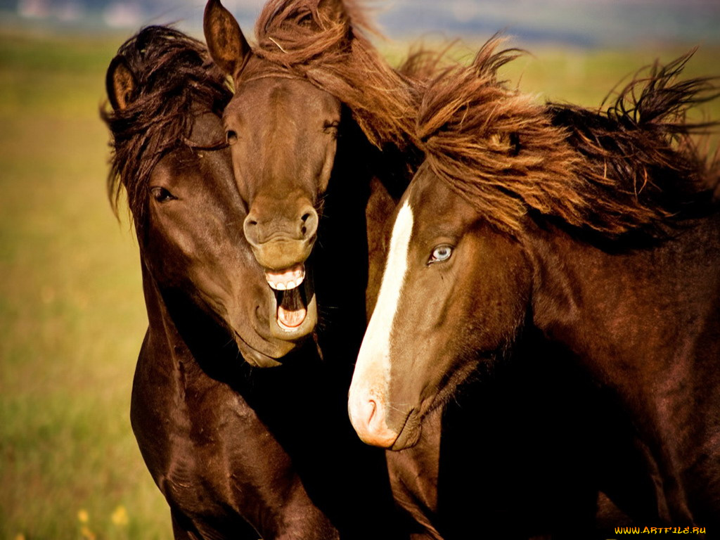 животные, лошади