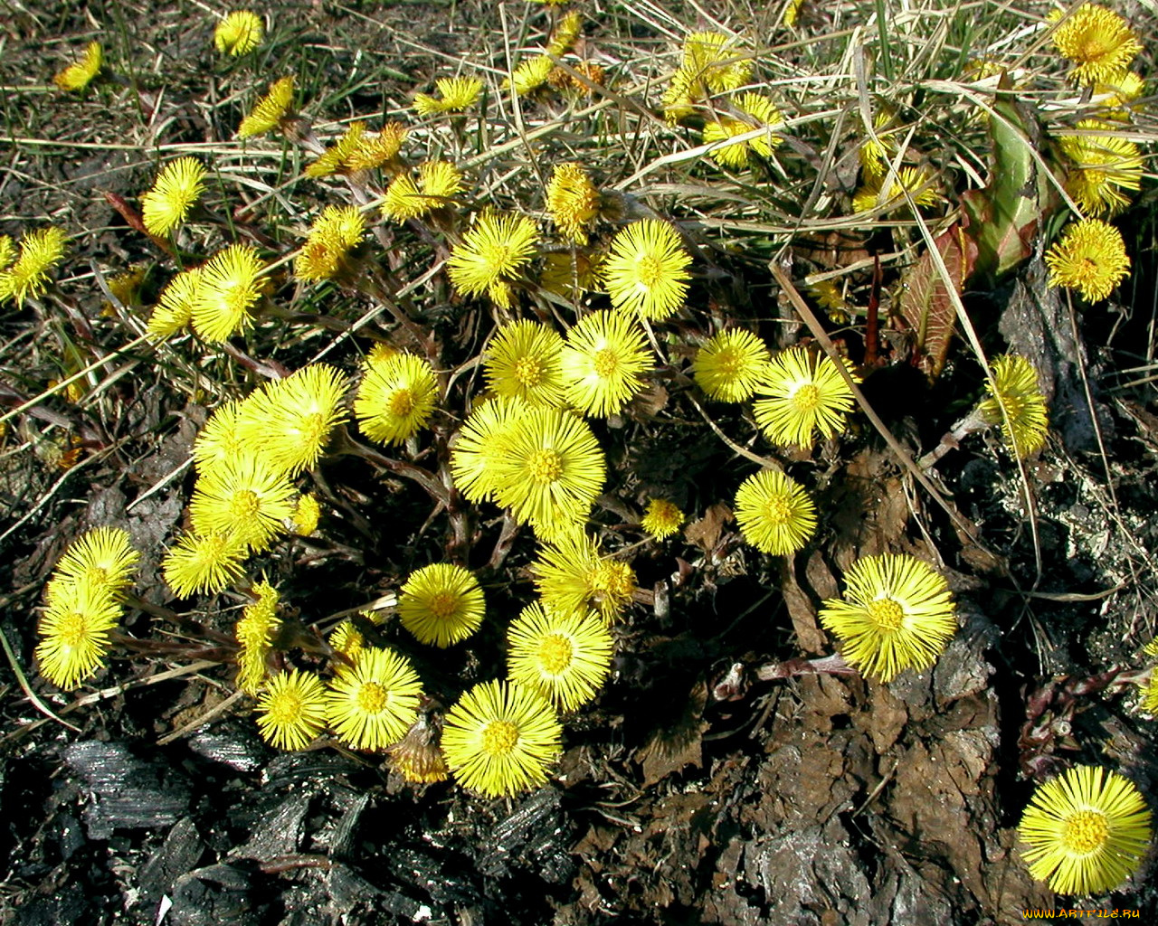 цветы, луговые, полевые