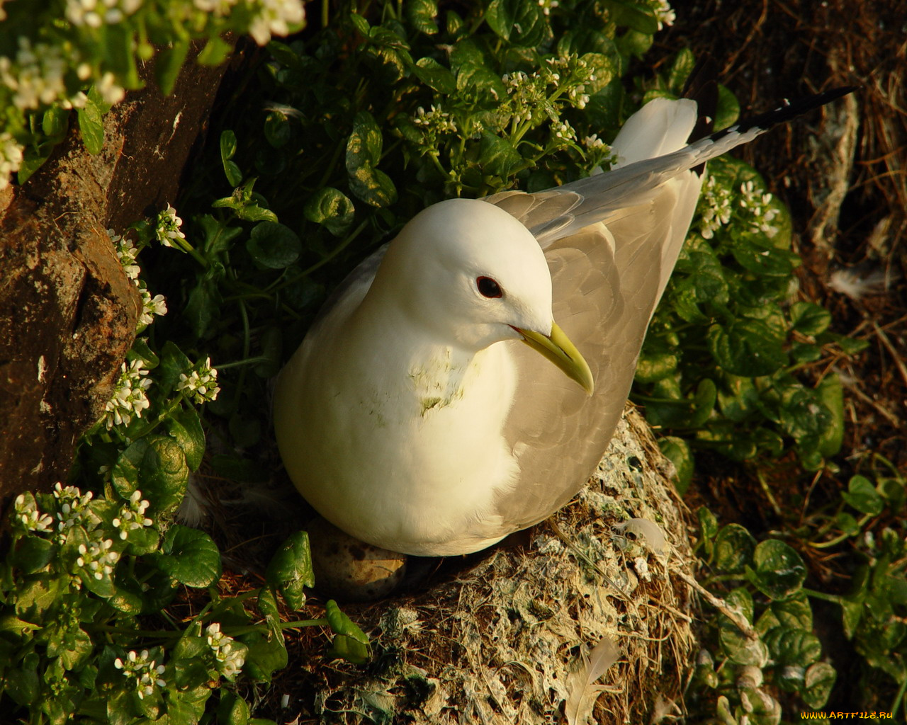 животные, Чайки, бакланы, крачки