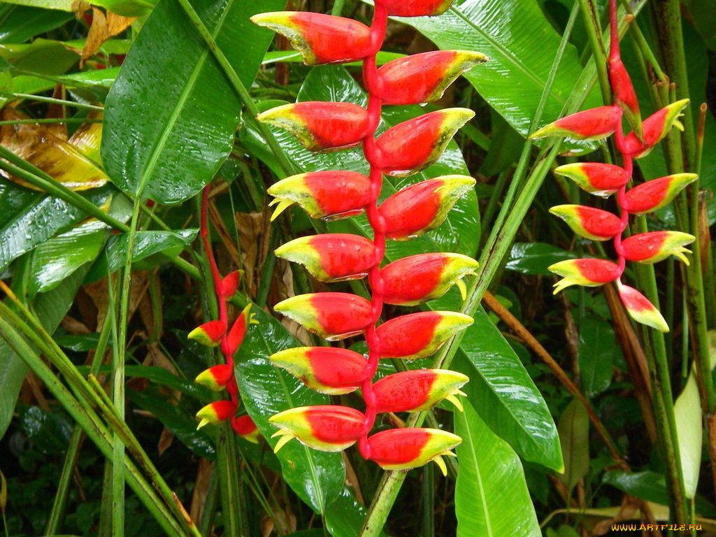 цветы, стрелиция, райская, птица