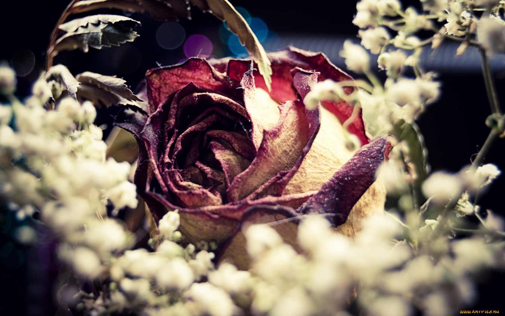 цветы, розы