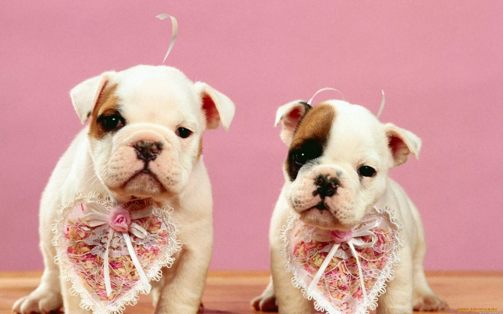 животные, собаки