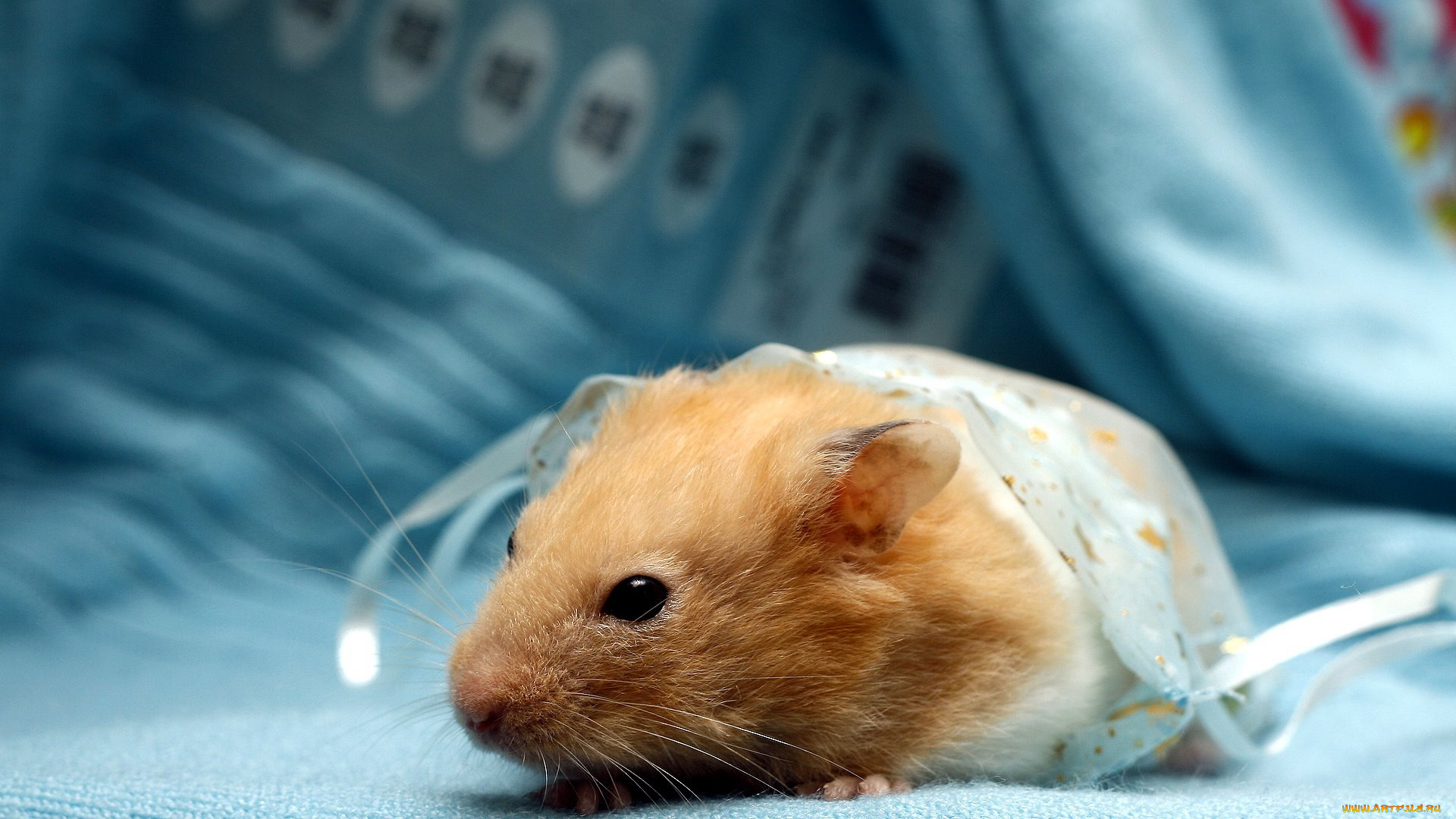 животные, морские, свинки, хомяки