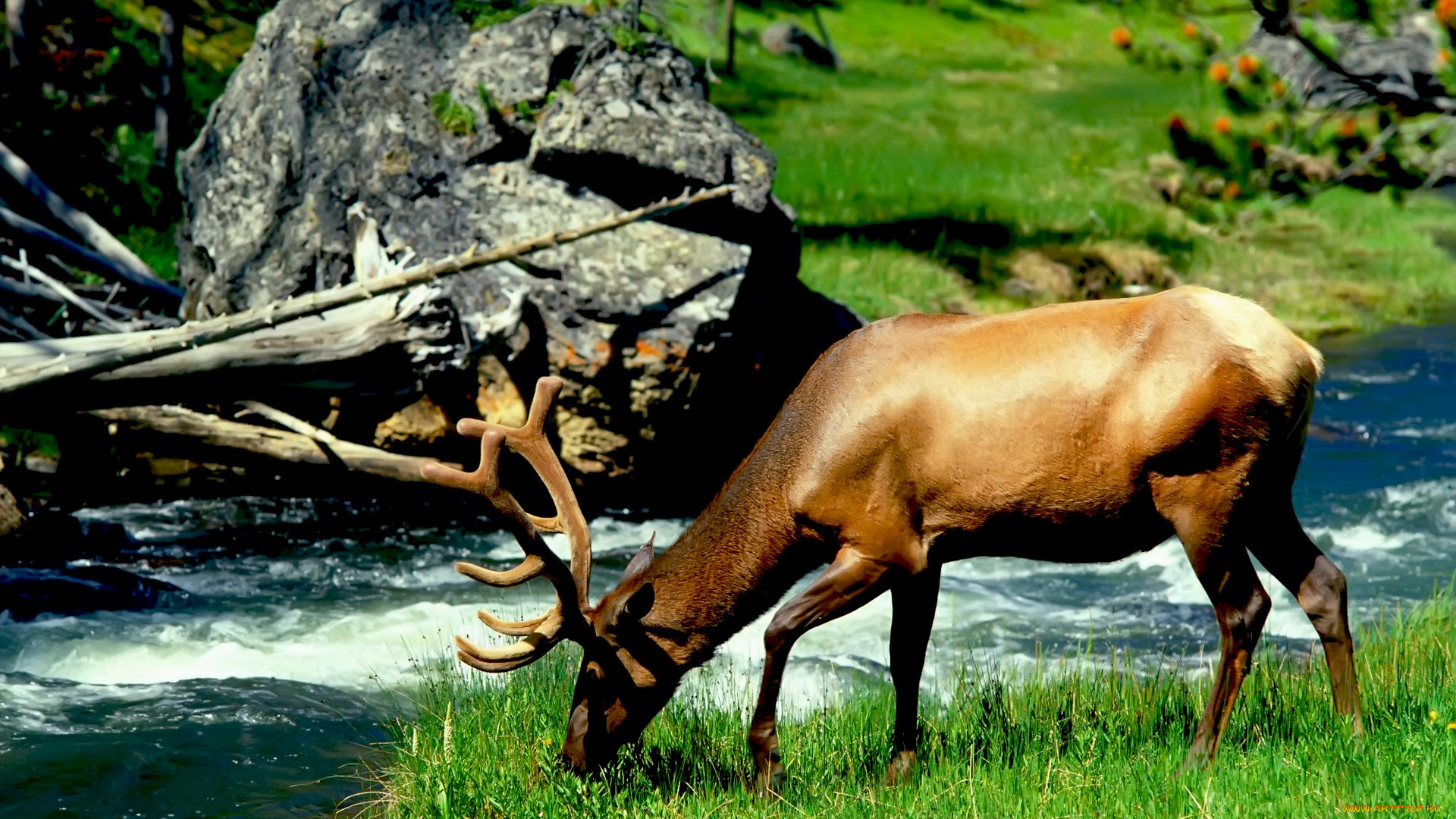 животные, олени