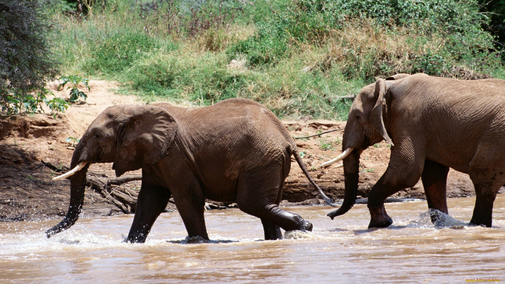 животные, слоны