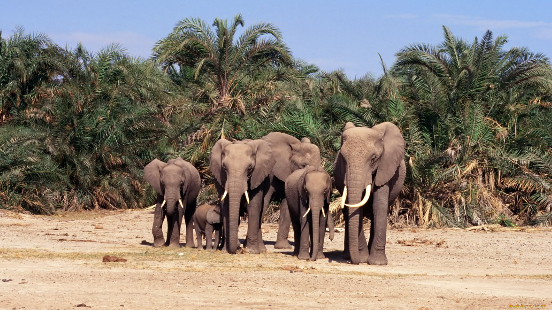 животные, слоны