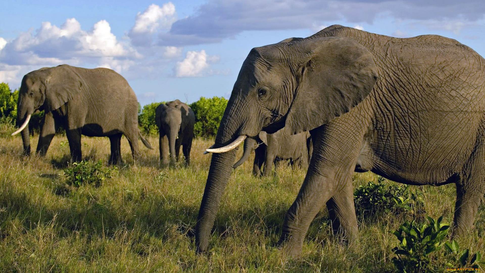 животные, слоны