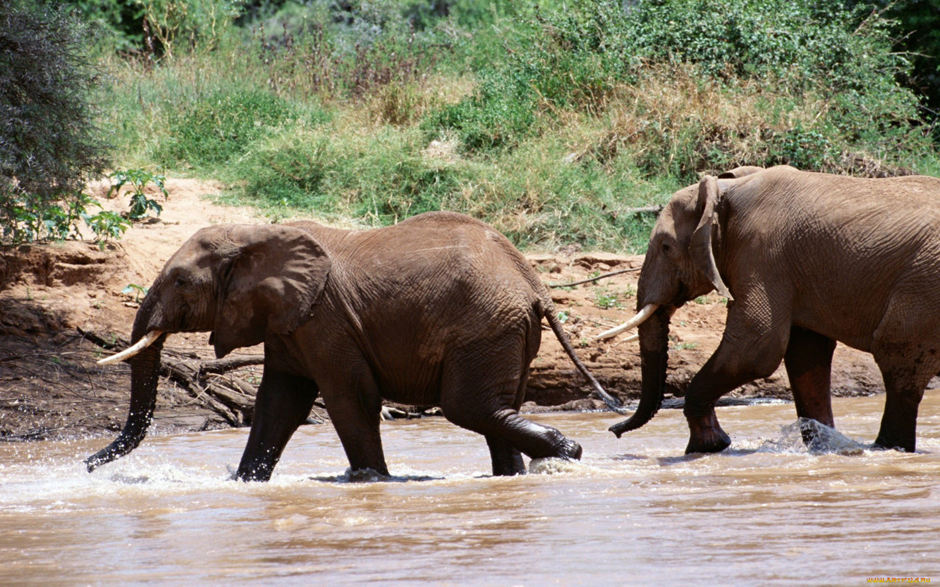 животные, слоны