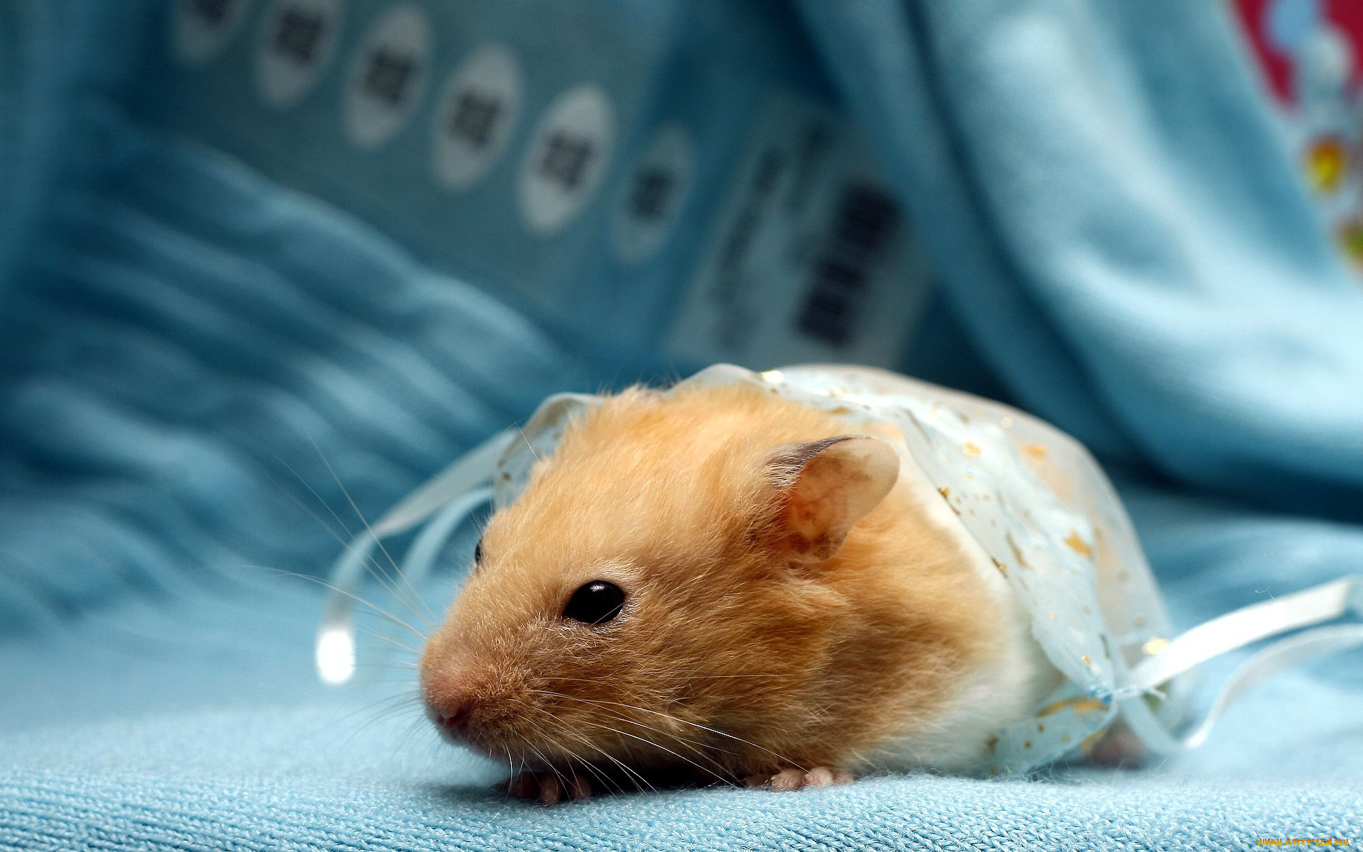 животные, морские, свинки, хомяки