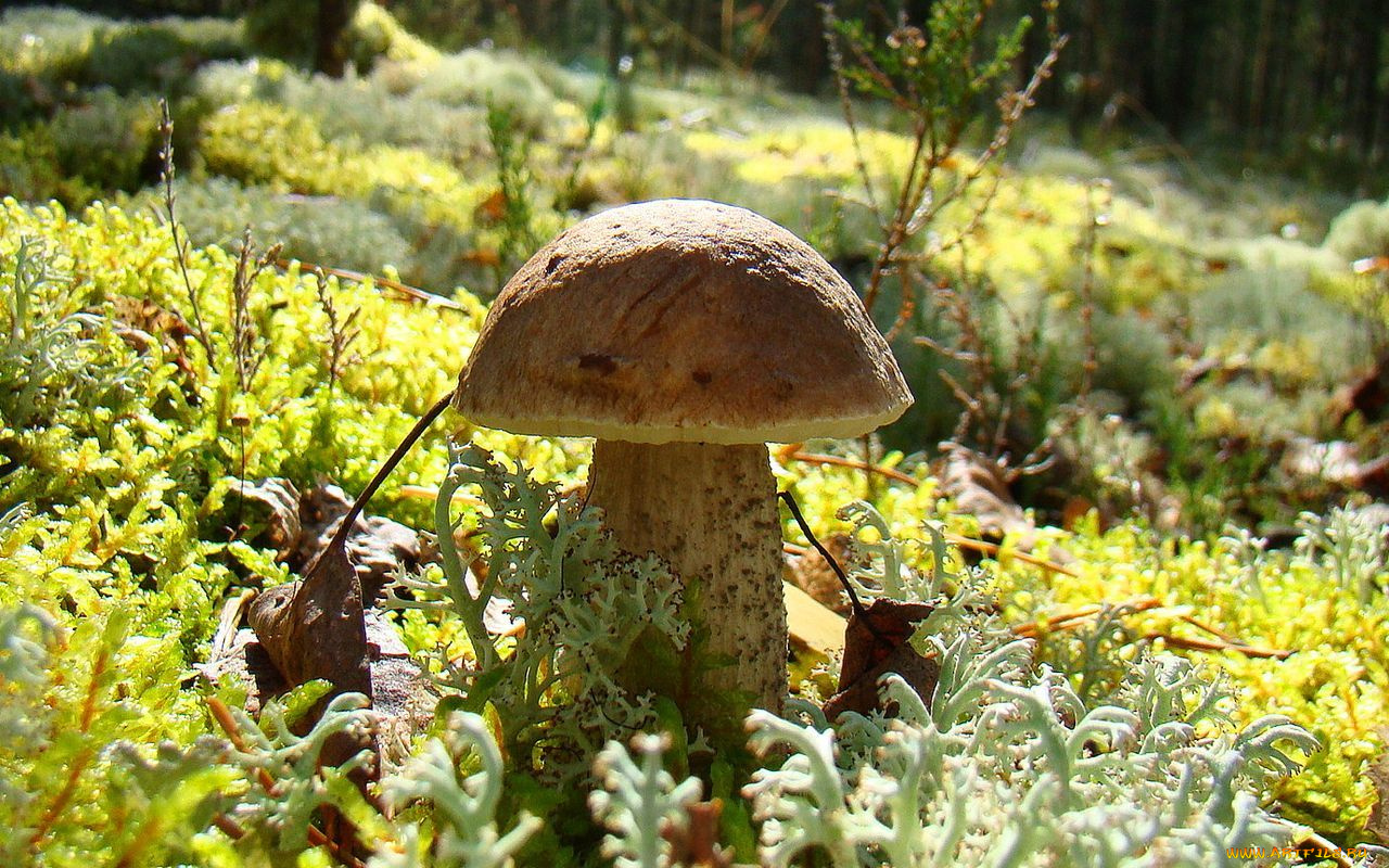 природа, грибы