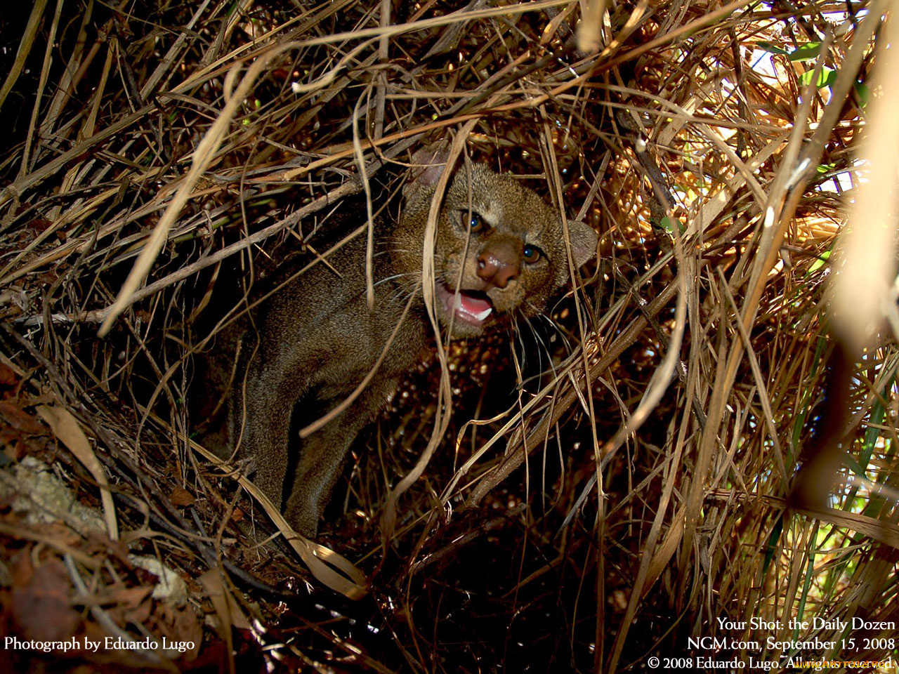 животные, другое