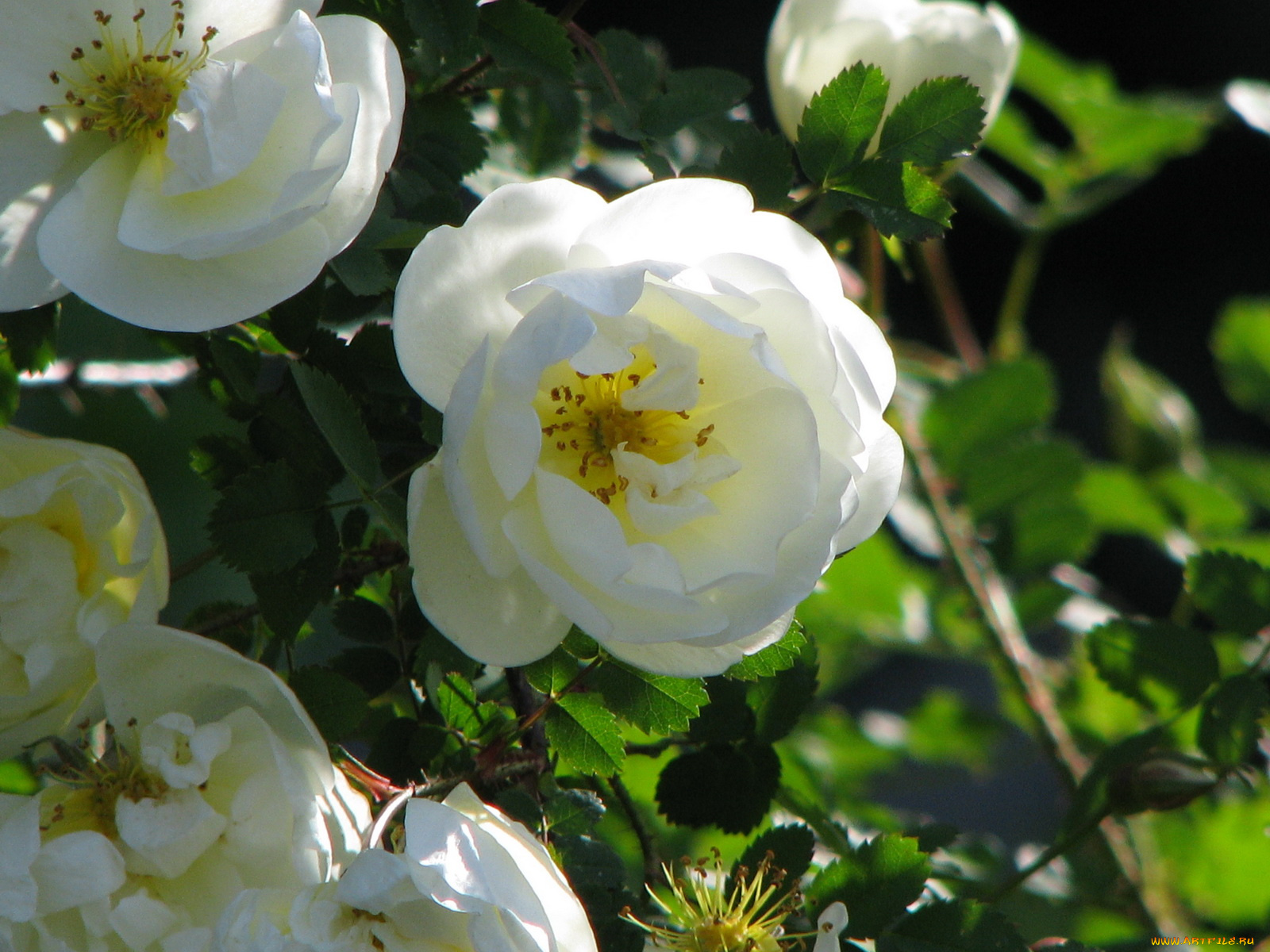 цветы, шиповник