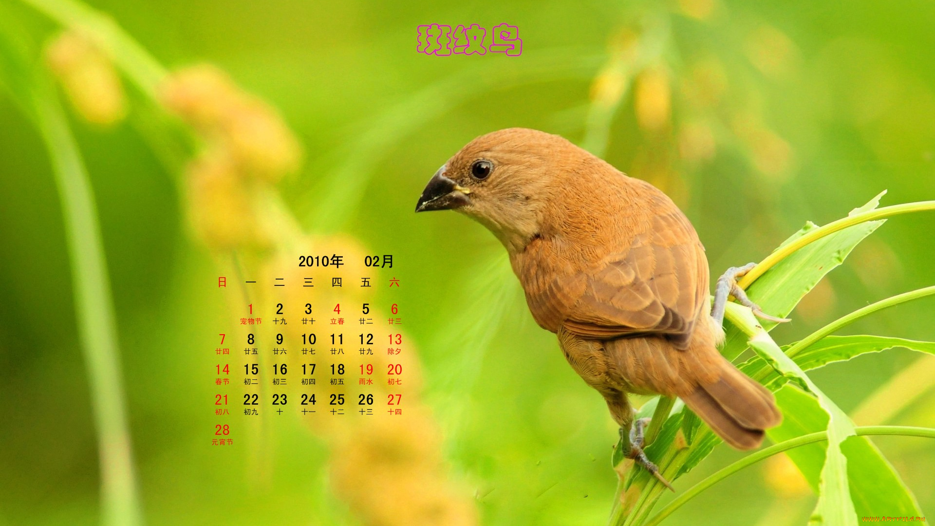 календари, животные