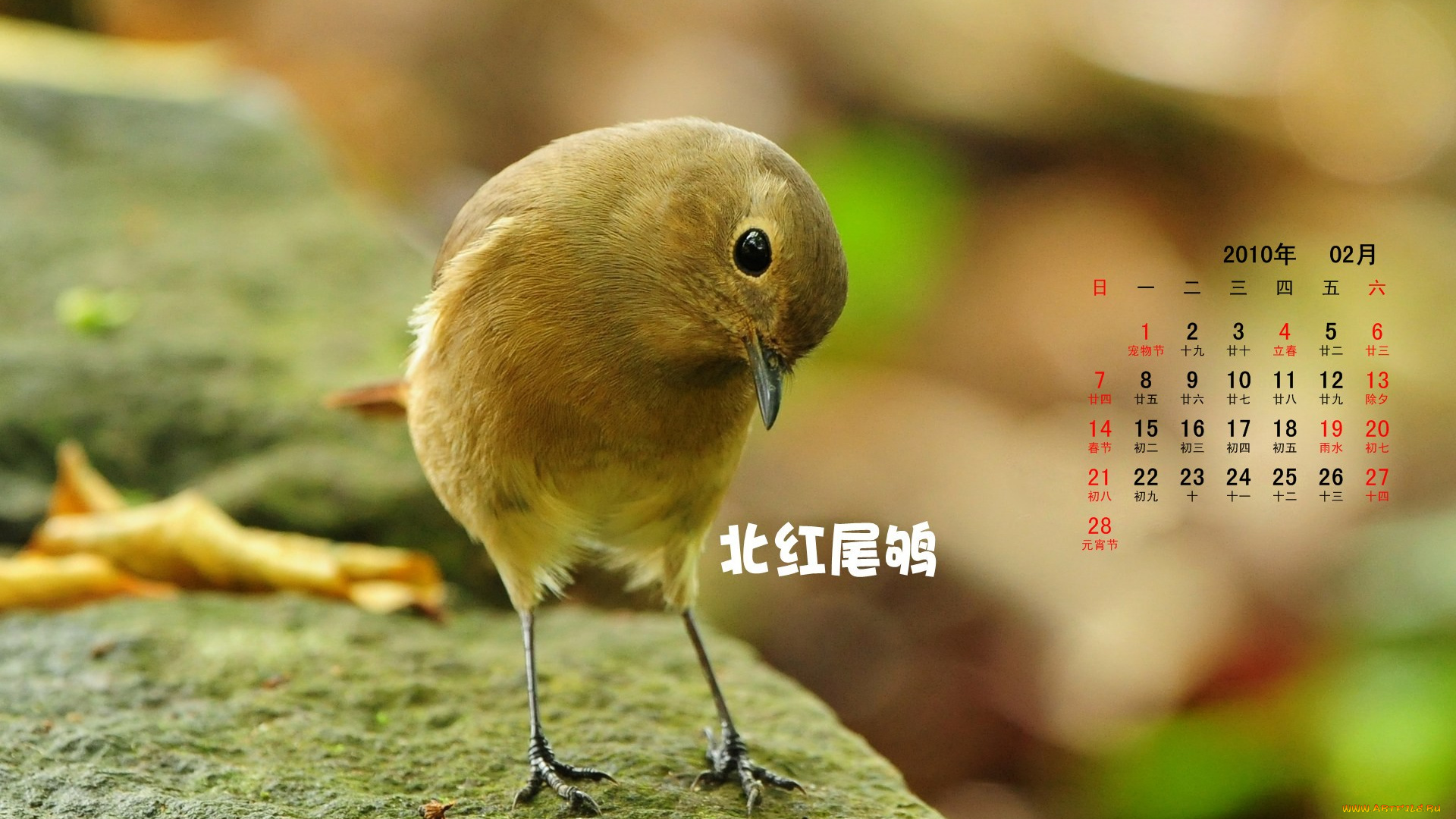 календари, животные