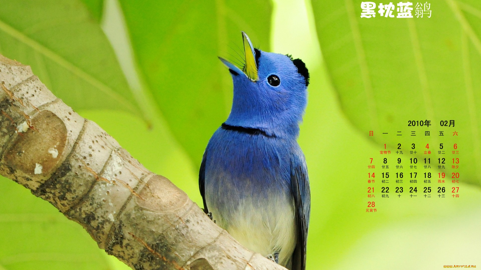 календари, животные