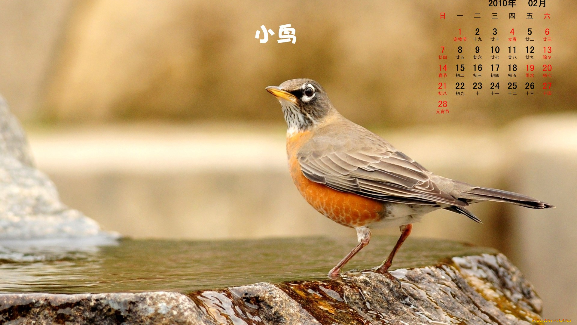 календари, животные