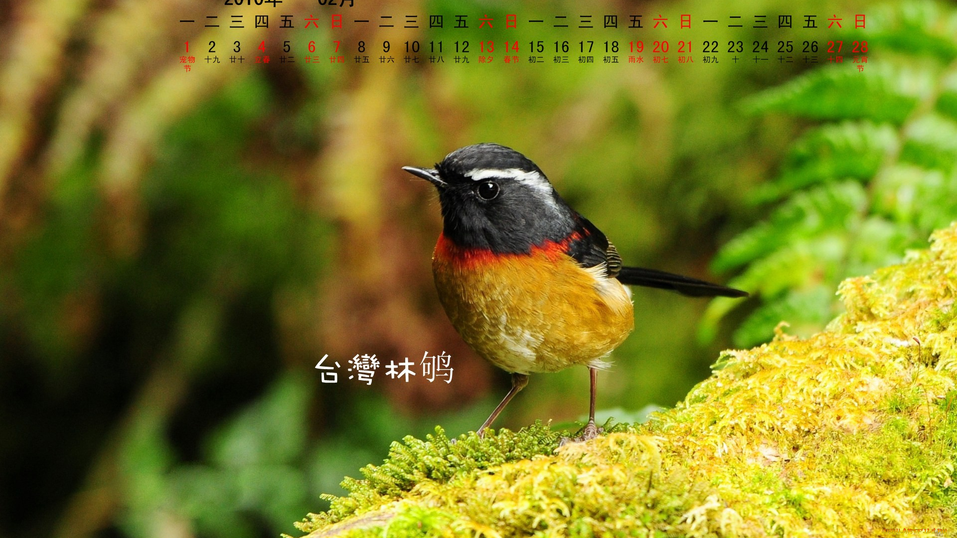 календари, животные