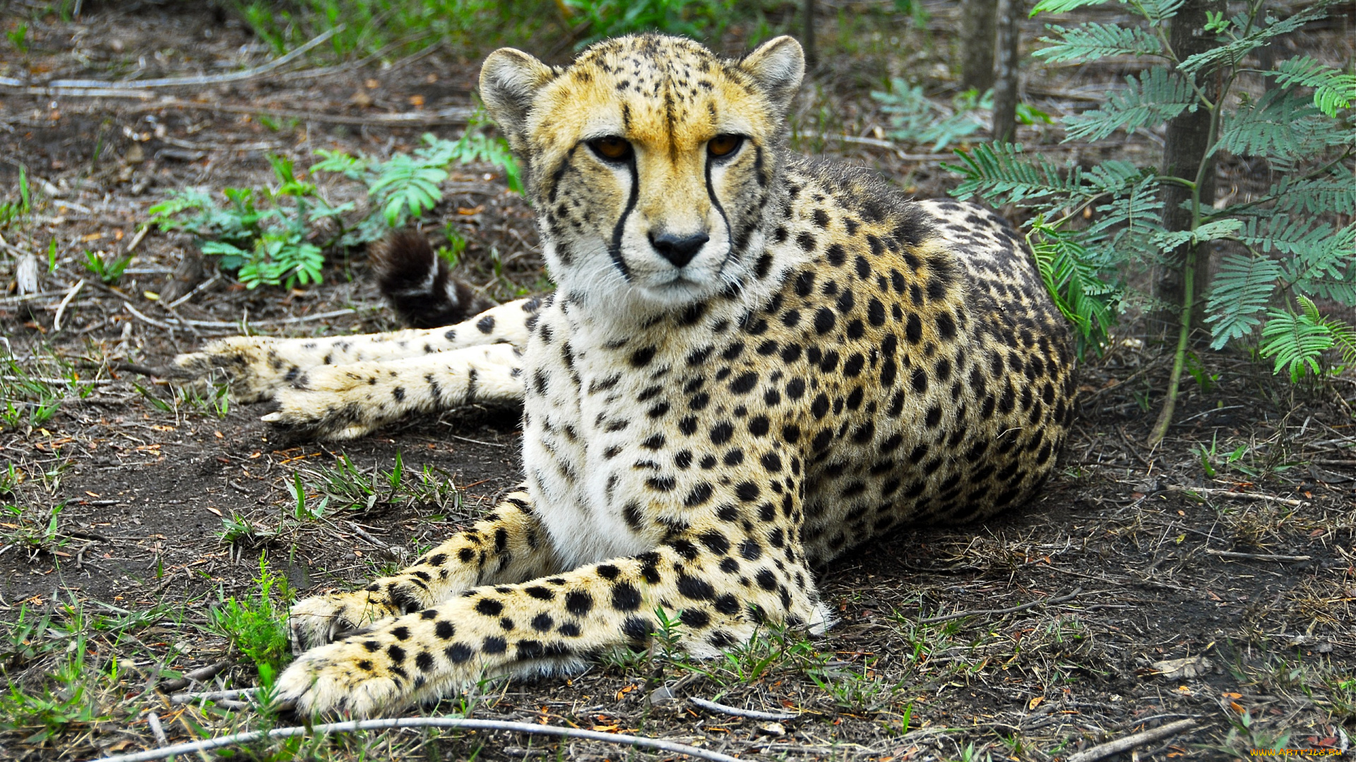 животные, гепарды, трава, дерево, земля