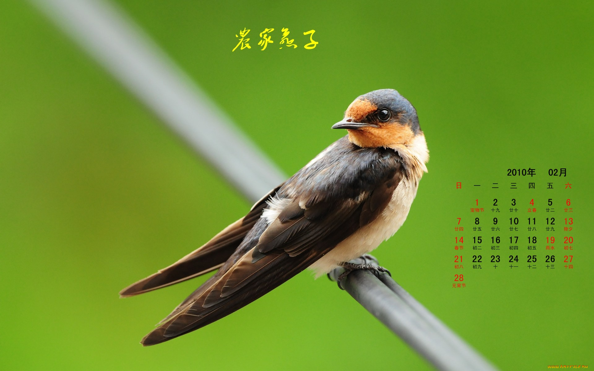 календари, животные