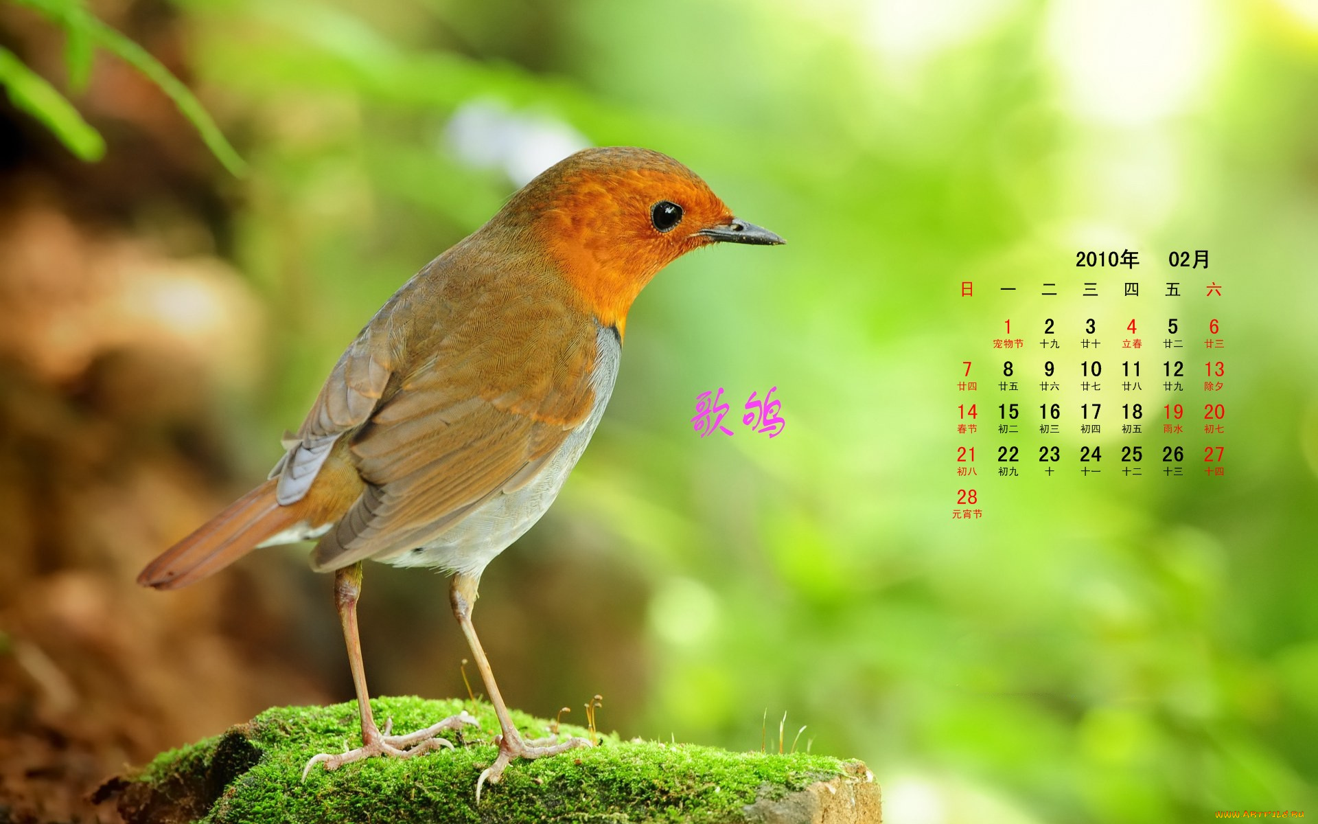 календари, животные