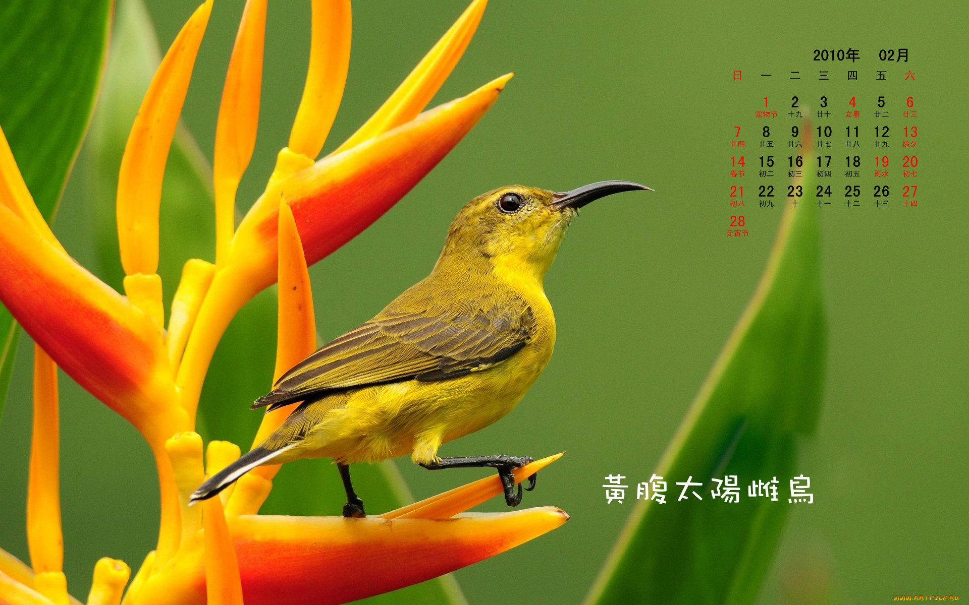 календари, животные