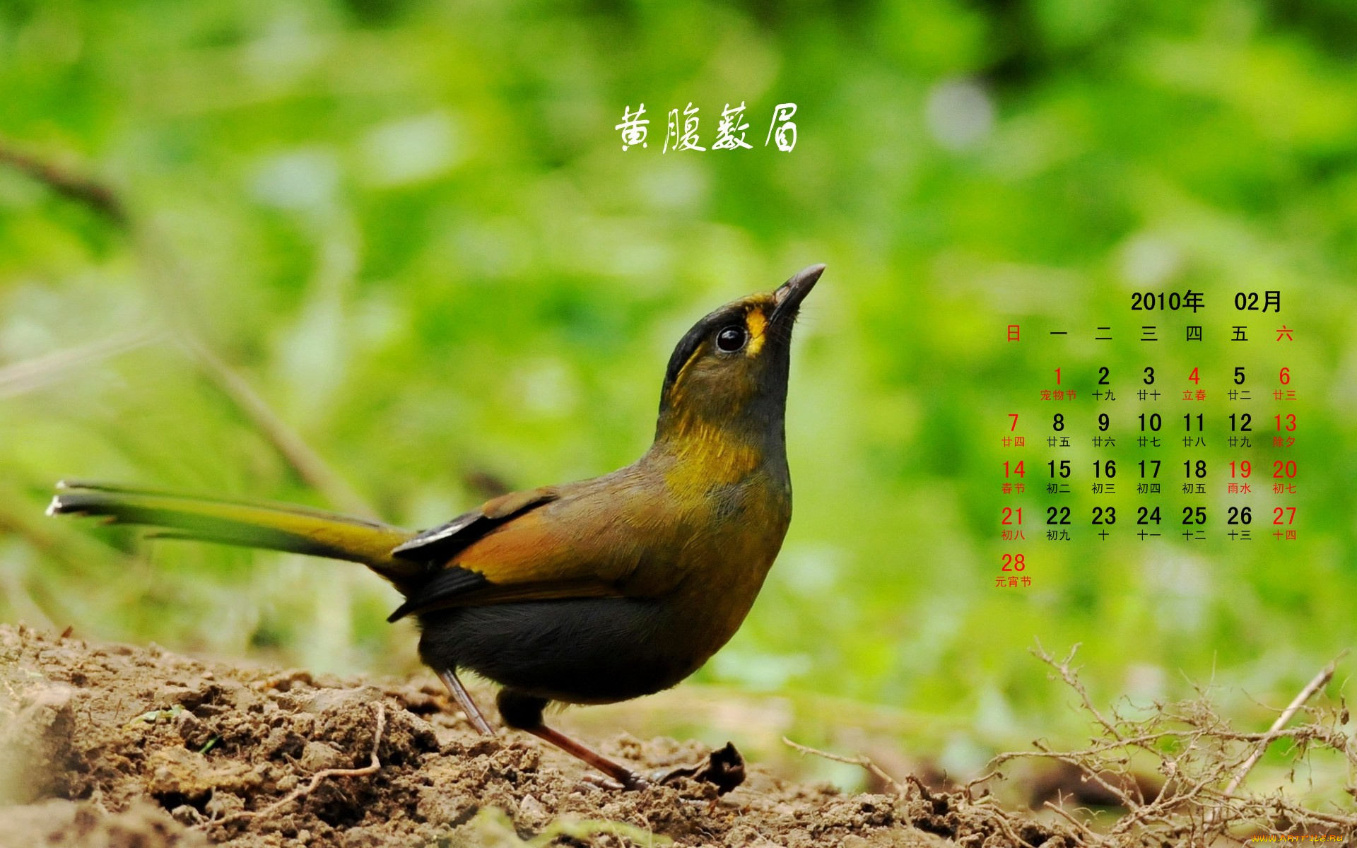 календари, животные