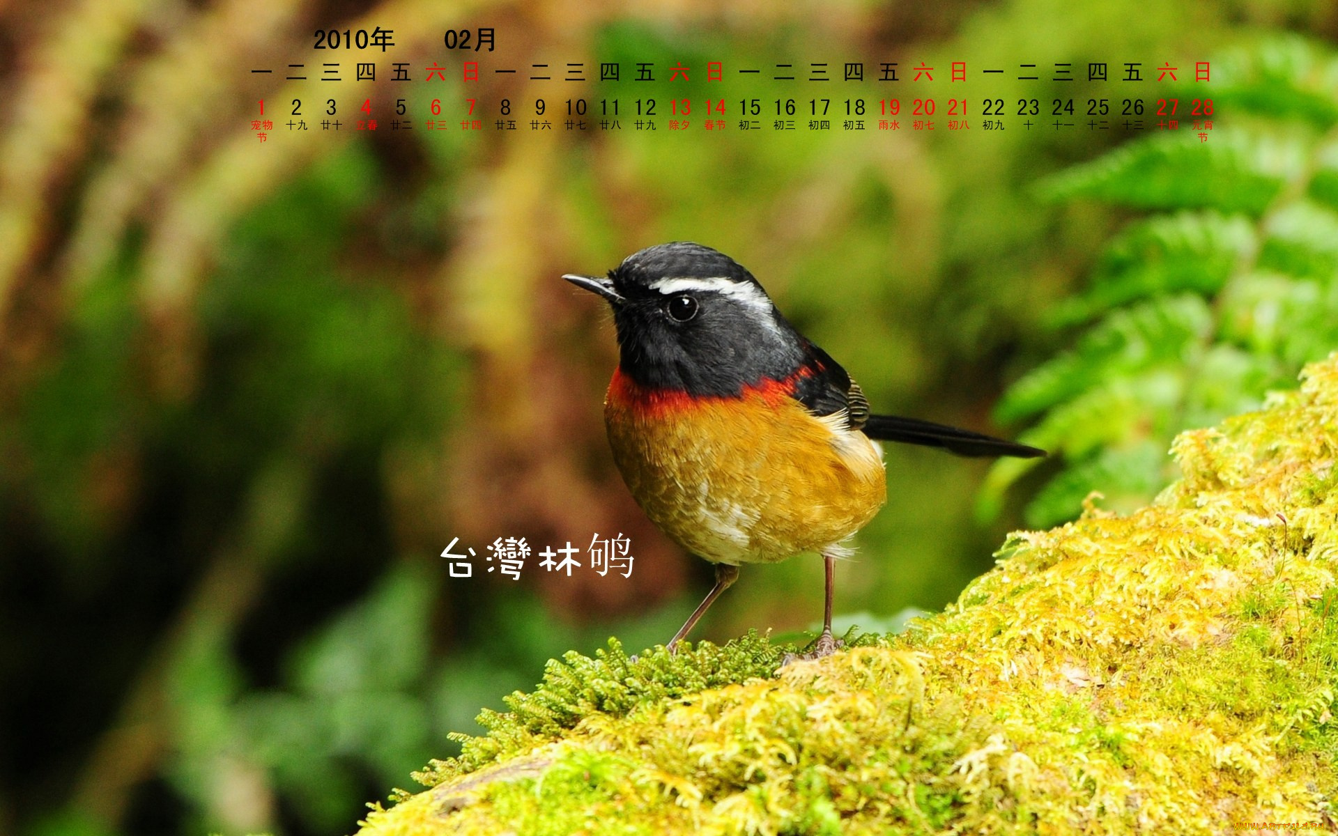 календари, животные